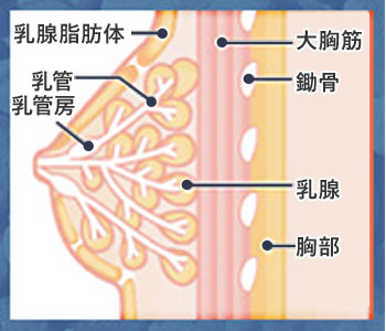 胸筋を鍛える