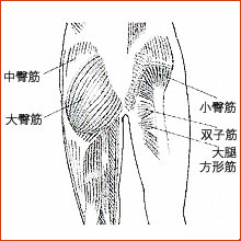 大臀筋とは？