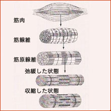 筋肉収縮のしくみ