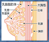 バスト周辺の組織