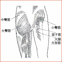 大臀筋